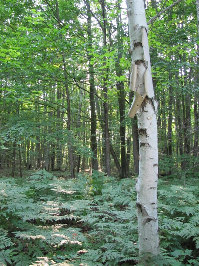 2012-07 MapleForest (21)