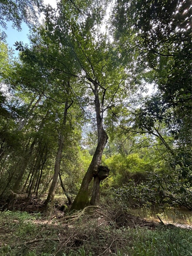 Hwy 1058 unit LotWP003, Kentwood, LA 70444 - photo 4