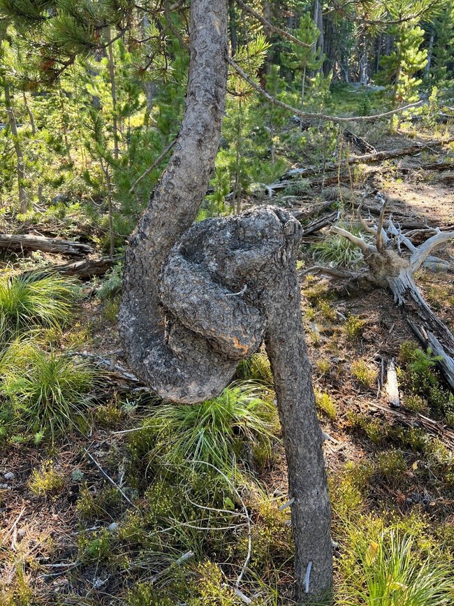 Tbd Peerless Jennie Rd unit 1, Clancy, MT 59634 - photo 4