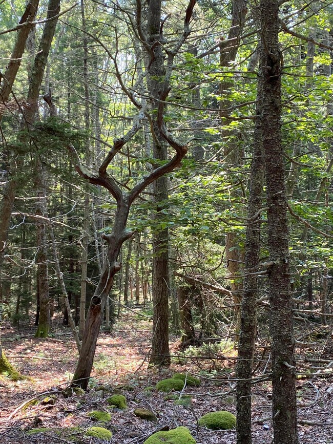 lot 13 Upper Spruce Shore Rd, Harpswell, ME 04079 - photo 5