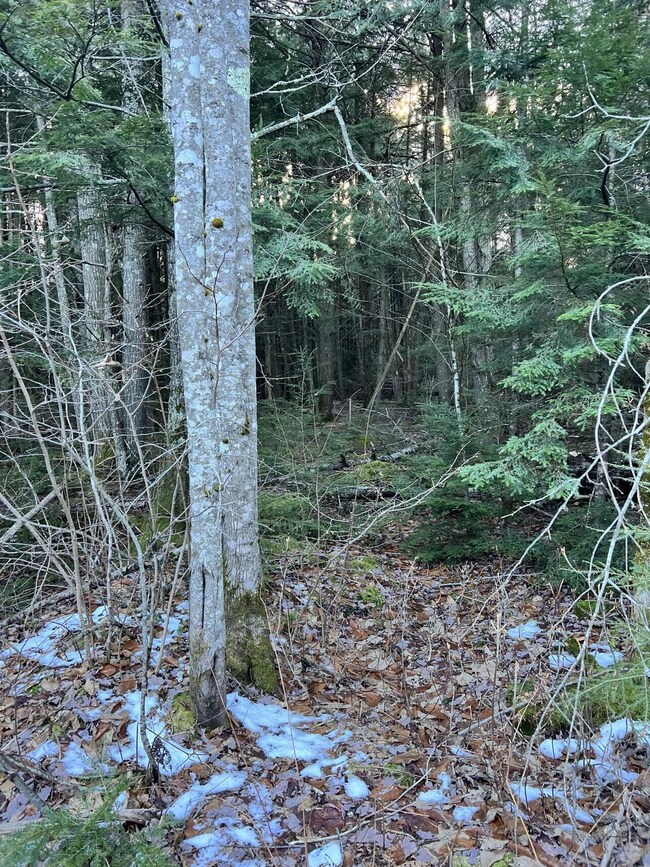 land view3