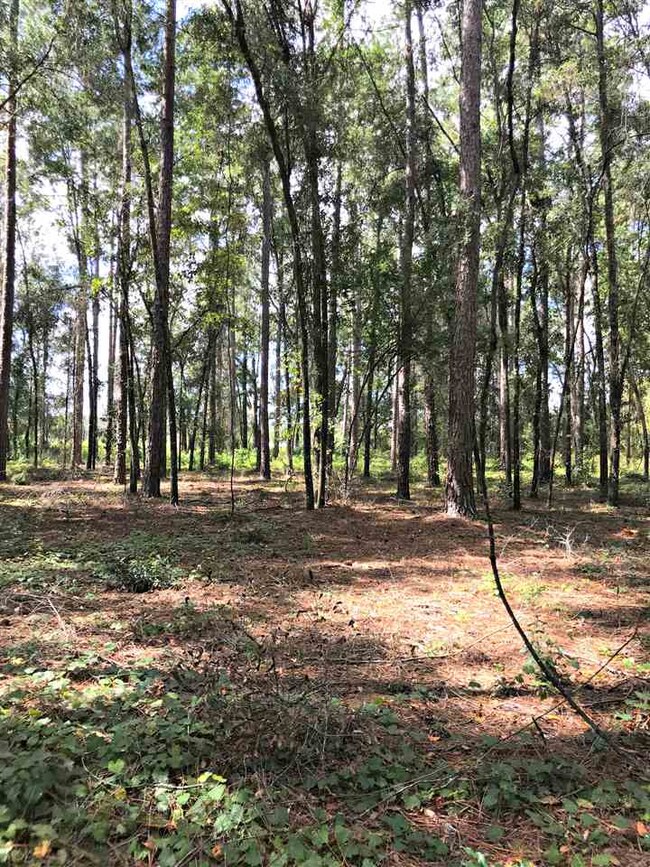 0 Casseaux Rd unit 296333, Crawfordville, FL 32327 - photo 5