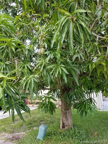 Front yard Mango Tree