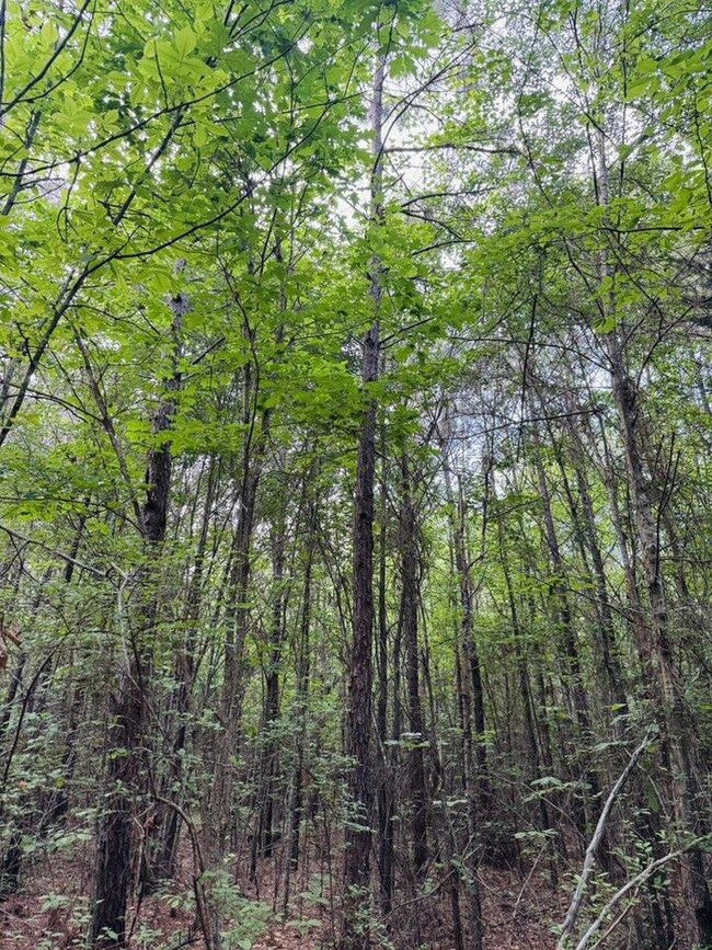 TBD Cr 4796, Bloomburg, TX 75556 - photo 7