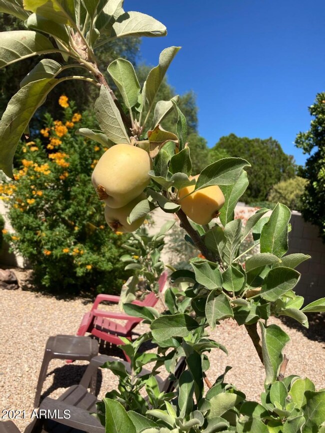 apples