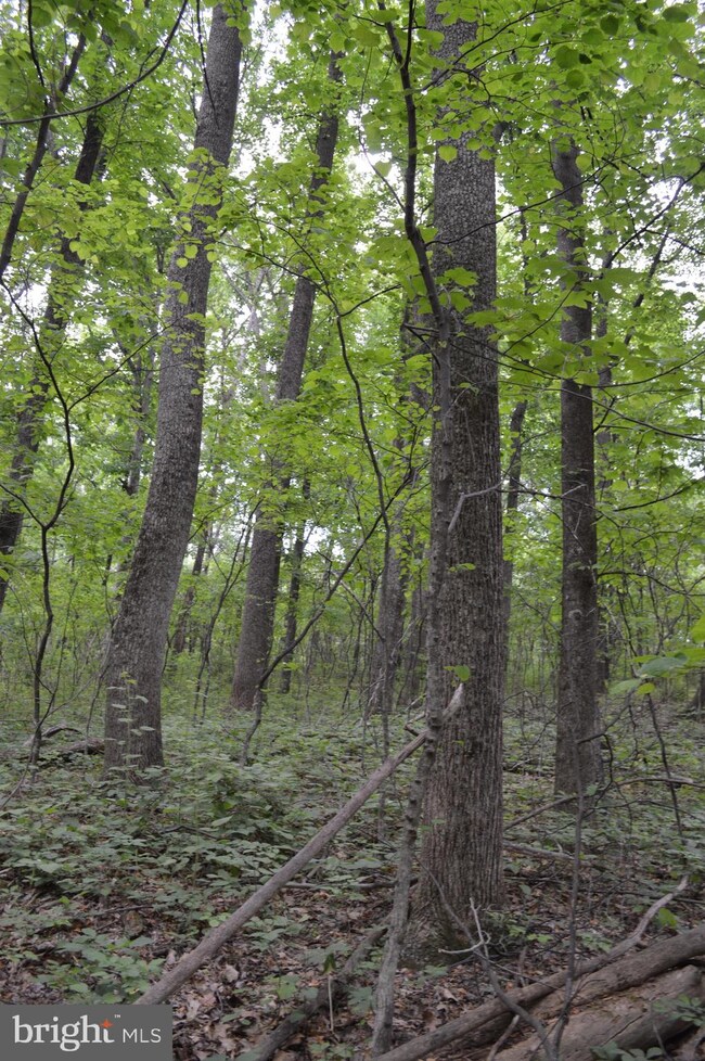 0 Wren Ln unit VASH116002, Strasburg, VA 22657 - photo 2