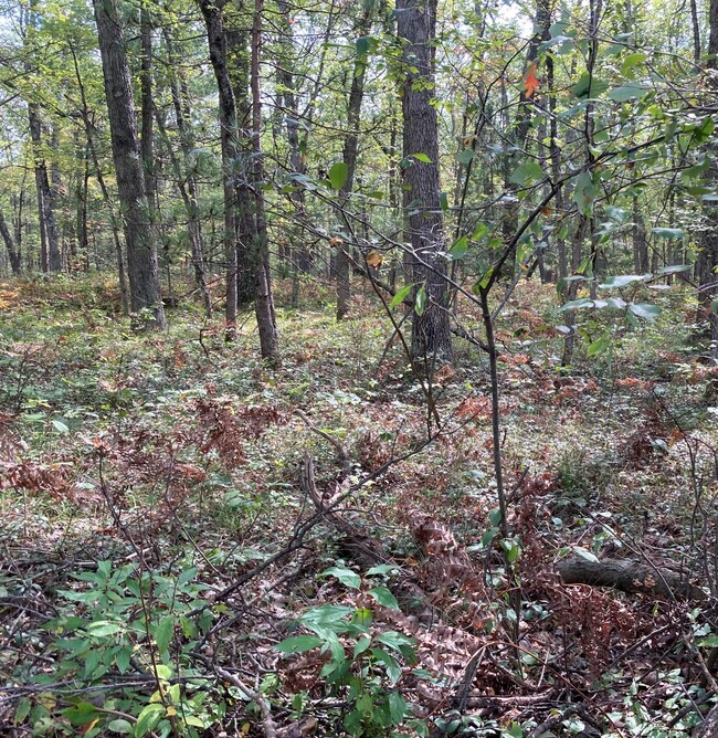 PAR 2 Cleveland Dr W, Lilley Township, MI 49309 - photo 2