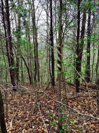 1580 Long Hollow Rd, Somerset, KY 42501 - photo 7