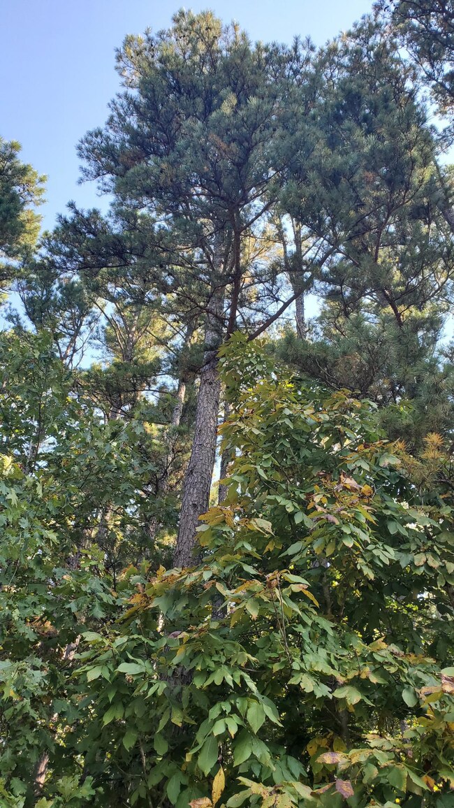 Lots of Pines