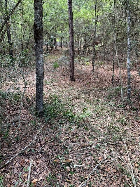 Preserved trees, slightly cleared