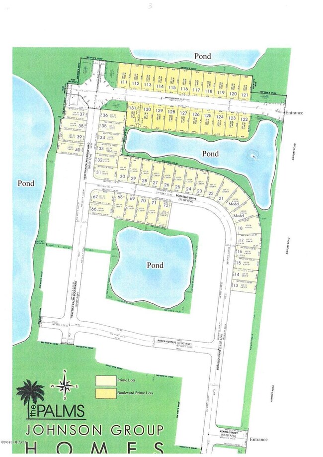 Sabal Palm 4