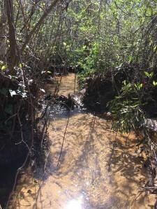Yardcreek2jpg