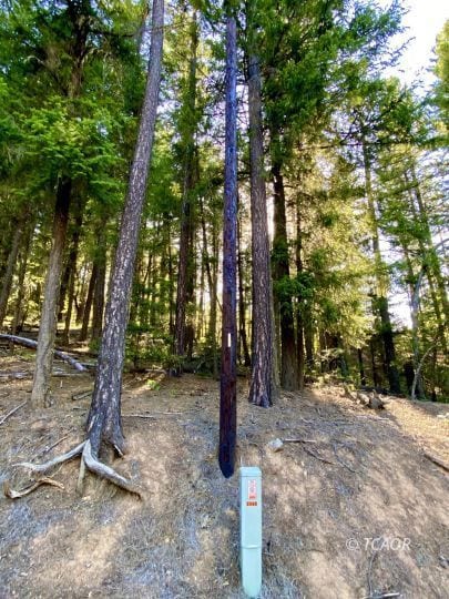 Old Phone Pole