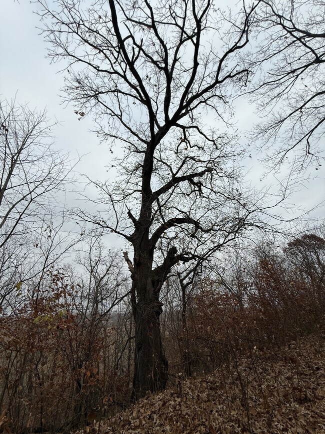 0 Dover Bluff, Waverly, MO 64096 - photo 7