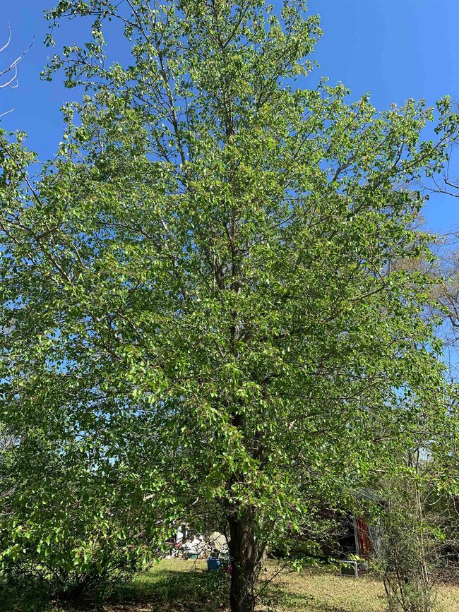 1067 Compton Rd, Brantley, AL 36009 - photo 6