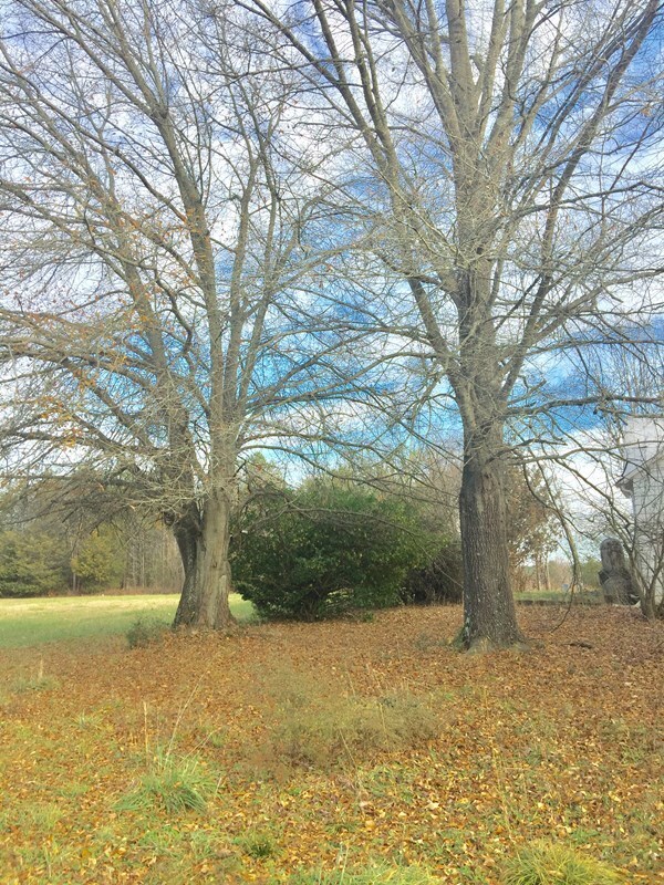 Lovely old yard trees