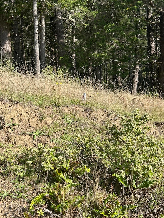 155 Seafoam Rd, Whitethorn, CA 95589 - photo 6