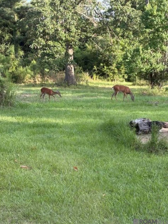 TBD La Hwy 22, Springfield, LA 70462 - photo 2