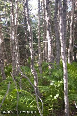 Nicely Wooded