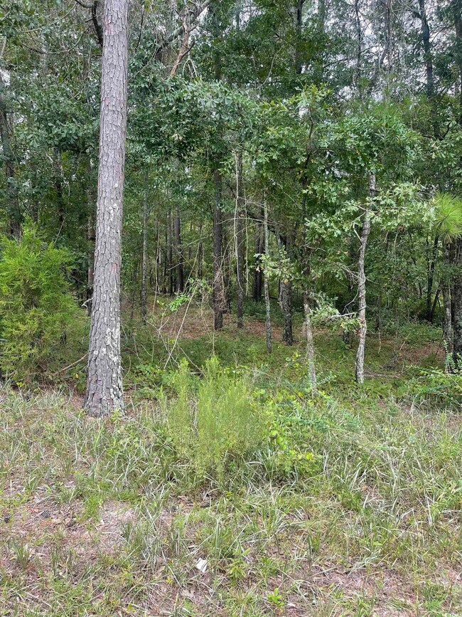 Tr 2 Hampton Rd, Conway, SC 29527 - photo 5