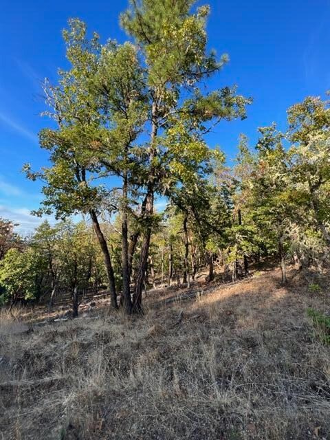 Lots of trees