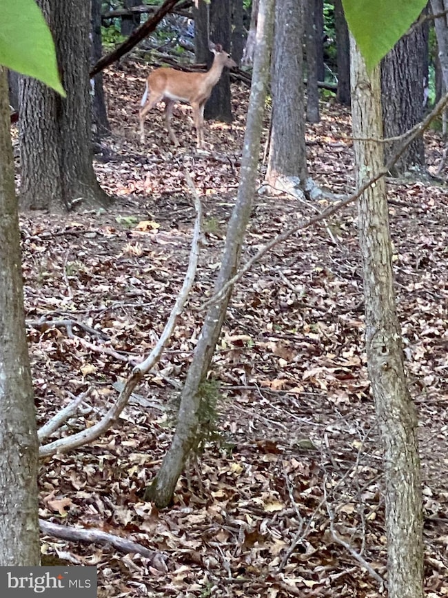 1400 Outlaw Trail, Maysville, WV 26833 - photo 4