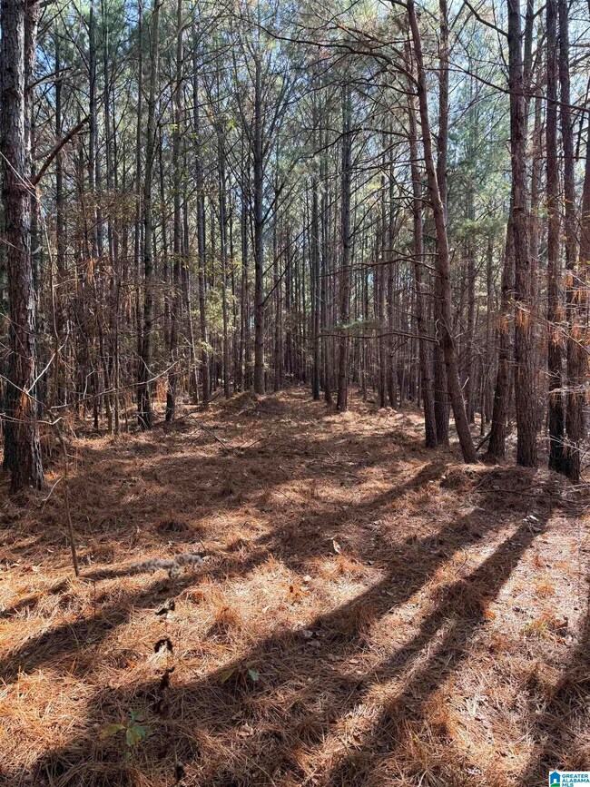 9400 Bradford Trafford Rd, Warrior, AL 35180 - photo 6