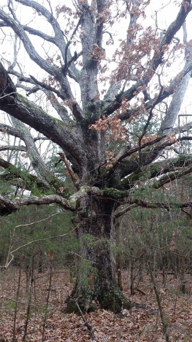 TBD (86 ac mol) Pine Tree Rd, Prairie Grove, AR 72753 - photo 7