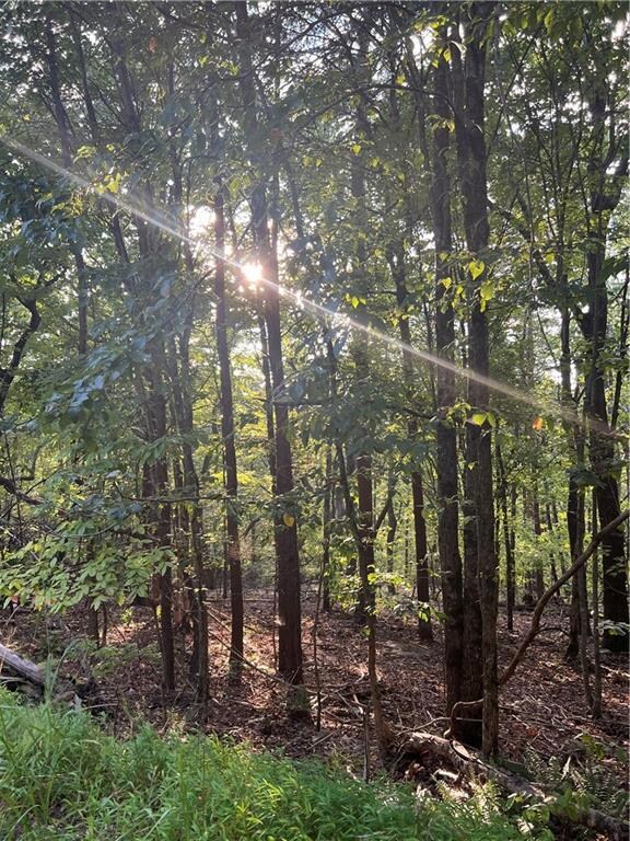 See the sun peeking through the trees each morning