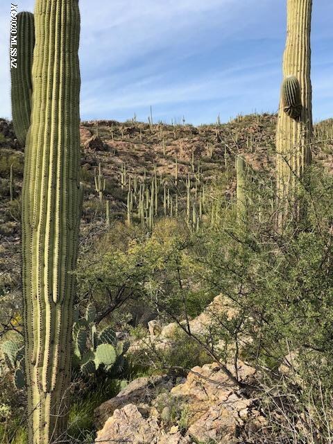 Saguaros in background