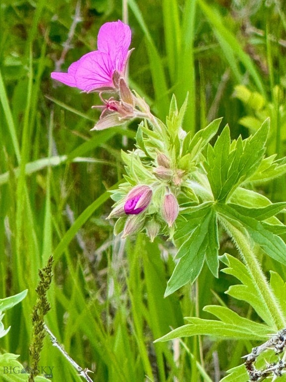 855 Deer Path, Bozeman, MT 59718 - photo 5