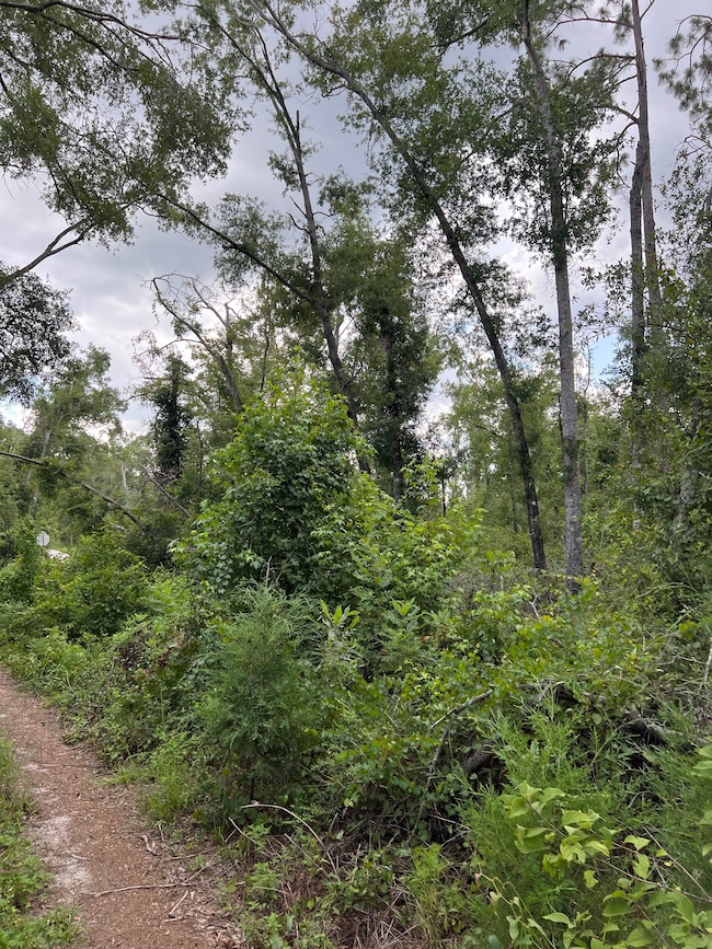 17582 14th St, Live Oak, FL 32060 - photo 2