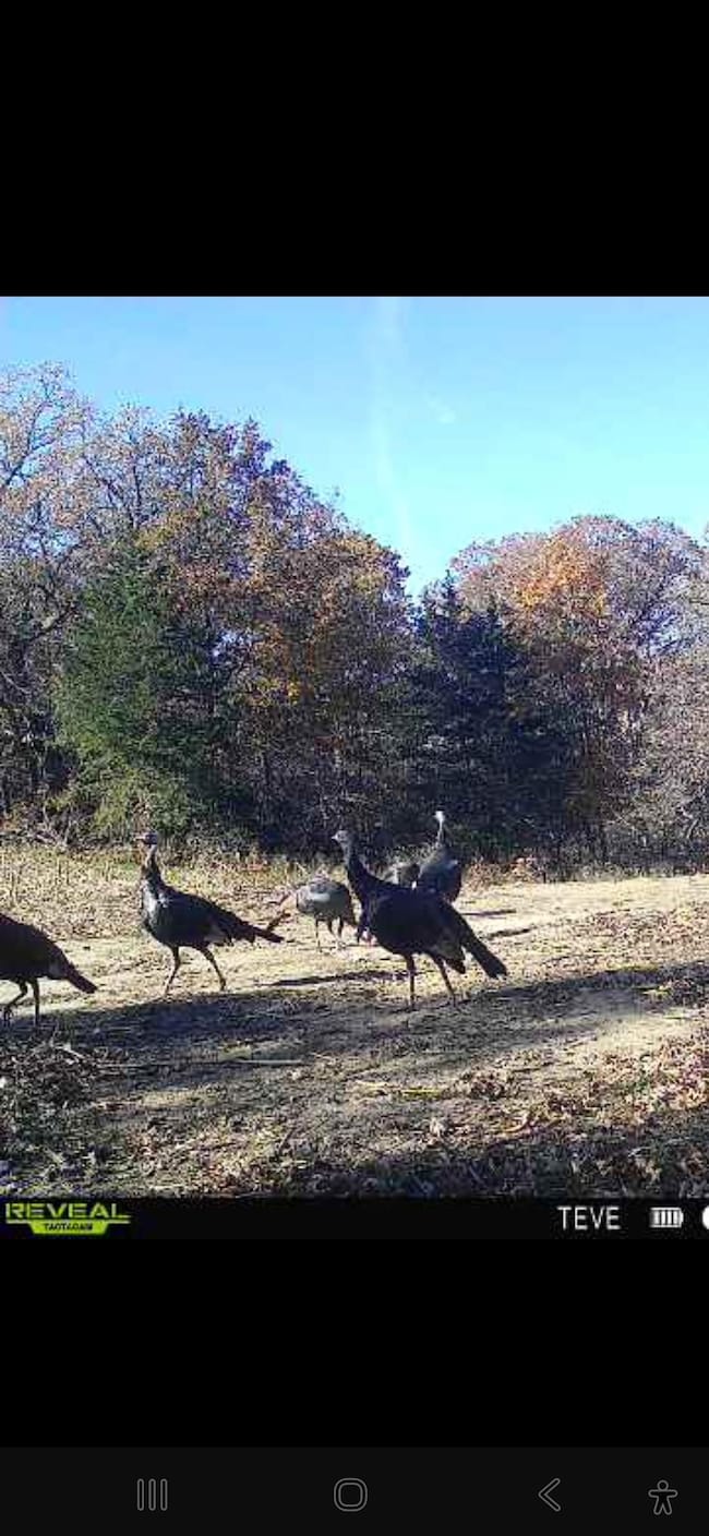 0 Violet Rd, Reger, MO 64630 - photo 6