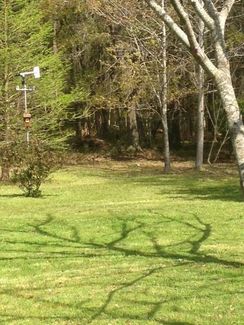 Ruts back yard