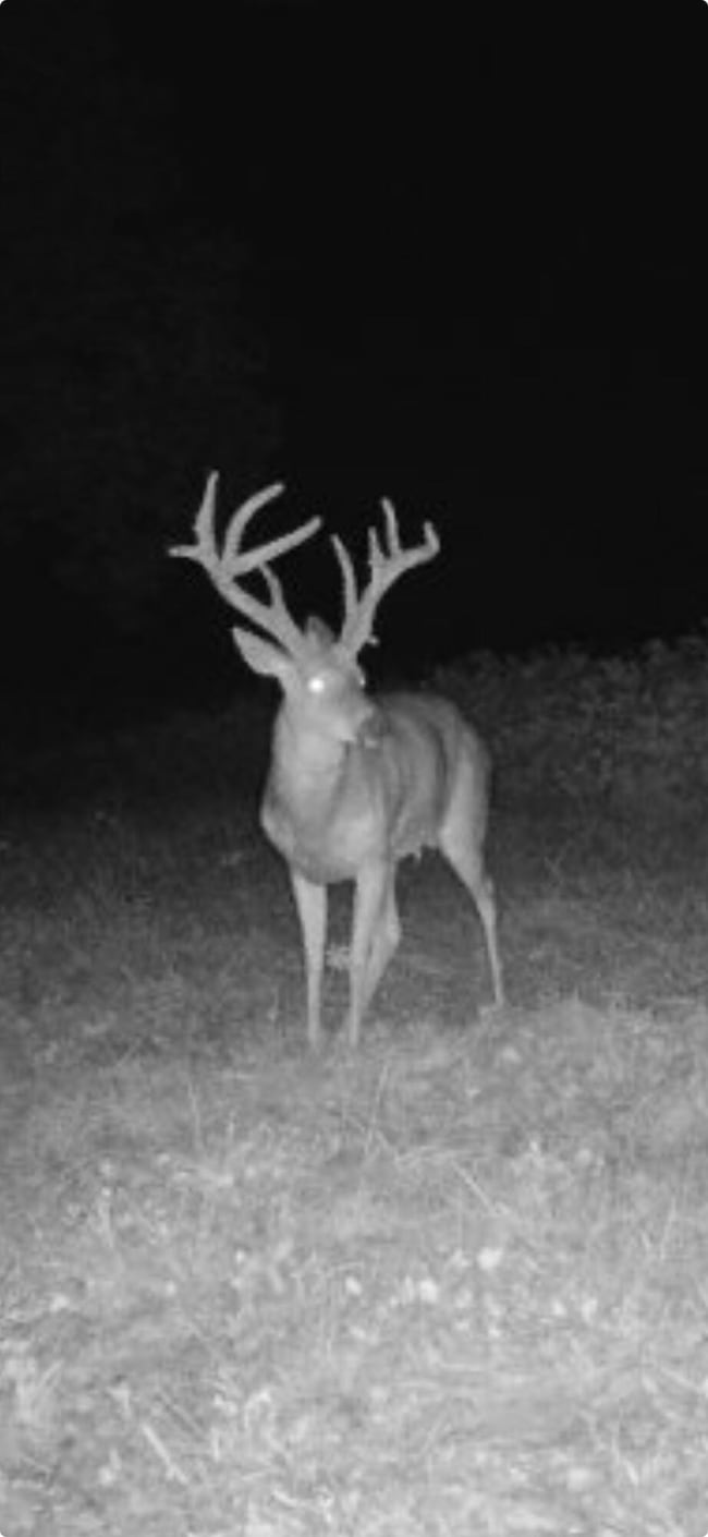 781 Apple Ln, Cynthiana, KY 41031 - photo 3