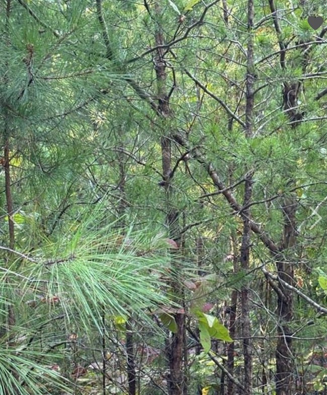 18 Skyline Dr, Braswell, GA 30153 - photo 3