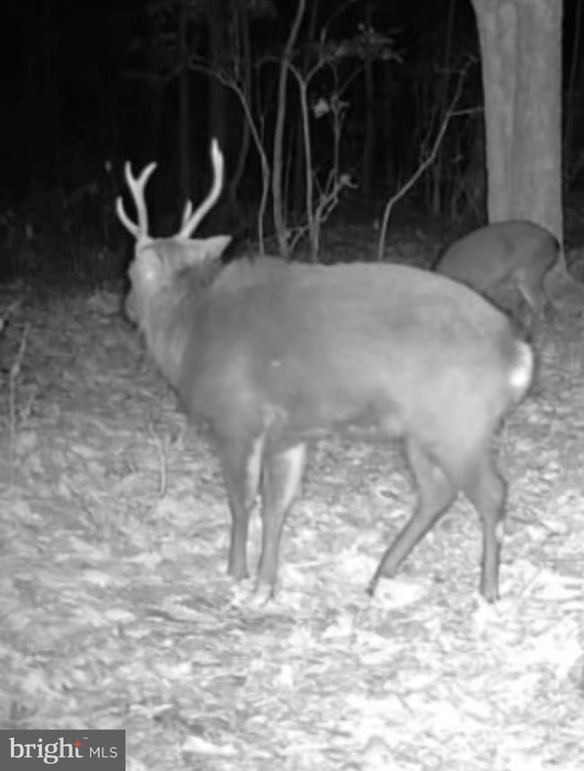 Sika, Whitetail & Tu Church Creek Rd, Cambridge, MD 21613 - photo 6