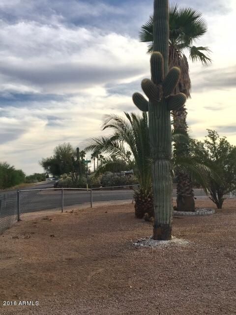 BIG SAGUARO CACTUS