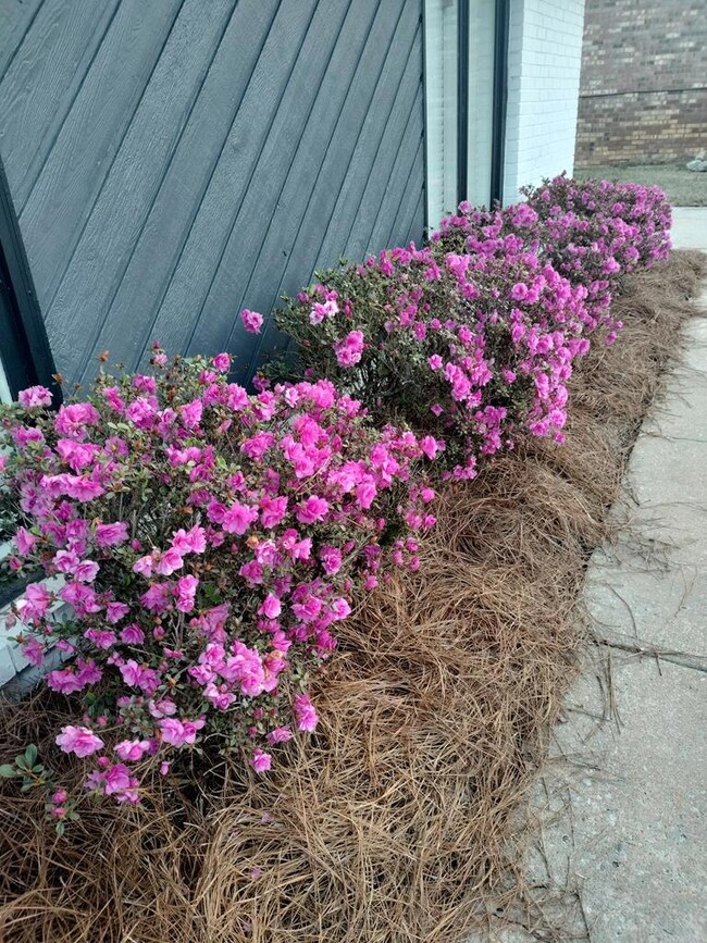 Azaleas greet you