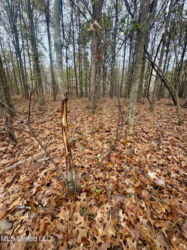 0 Fairview Rd, Charleston, MS 38921 - photo 5