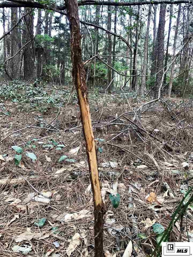 000 Whitehead Rd, Choudrant, LA 71227 - photo 2