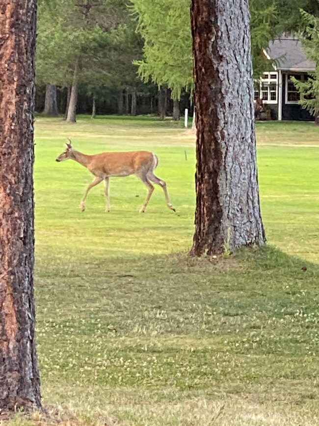 261 Palmer Ln, Chewelah, WA 99109 - photo 6