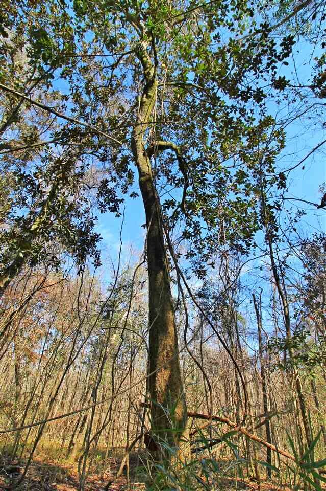 0 Harley Davidson Ln unit 289898, Crawfordville, FL 32327 - photo 6