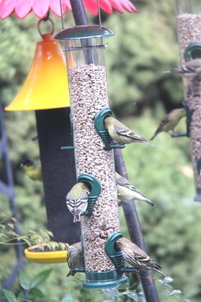 214 NW Creekside Dr, Grants Pass, OR 97526 - photo 4