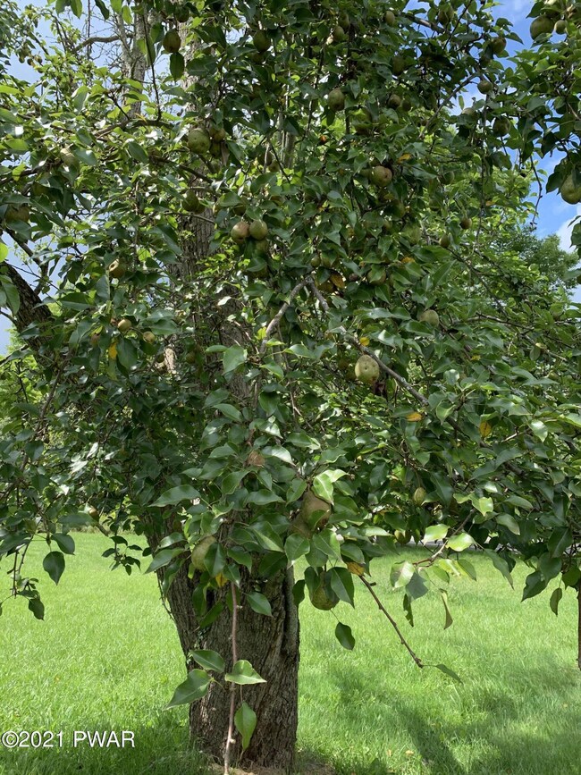 267 Hanlon Rd, Lake Ariel, PA 18436 - photo 6