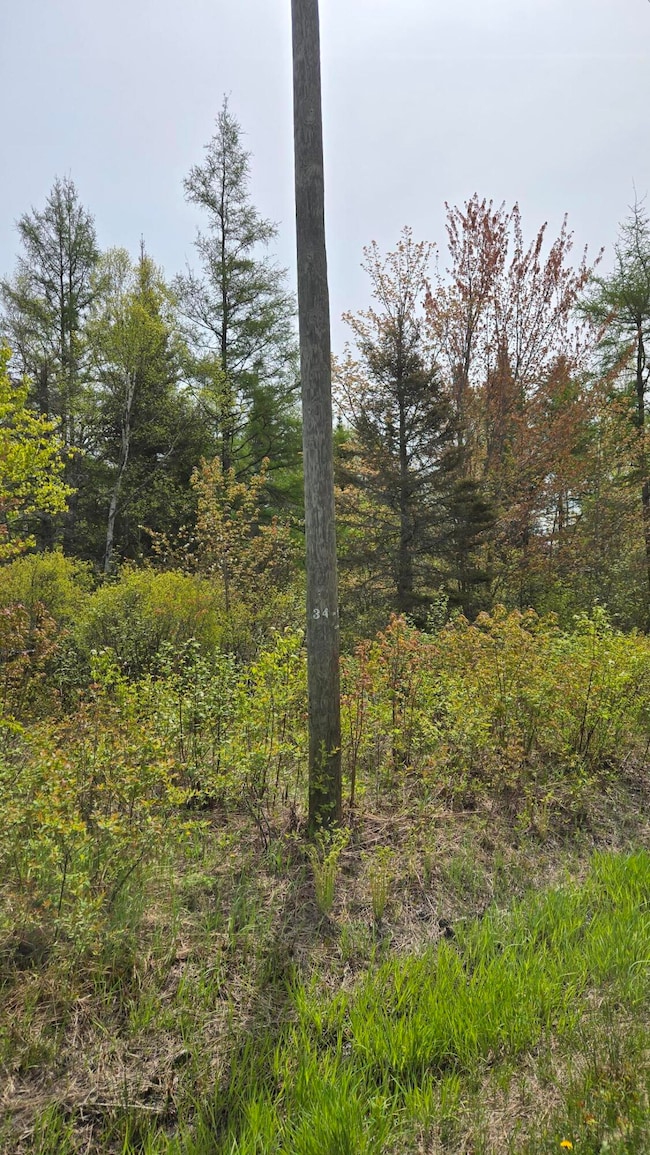 Woods