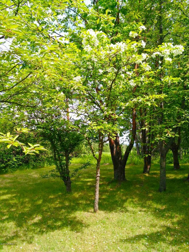 Blooming Trees