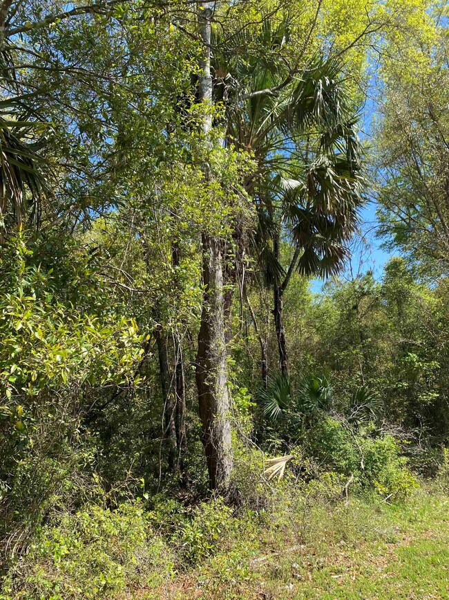 Lot 14 Owl Ln, Crawfordville, FL 32327 - photo 3