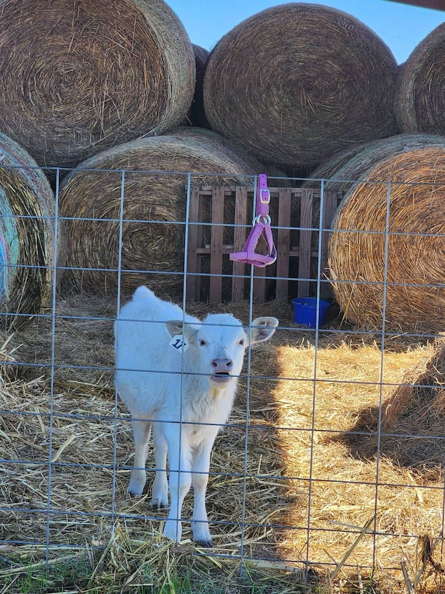 0 Lr 51 S, Foreman, AR 71836 - photo 5