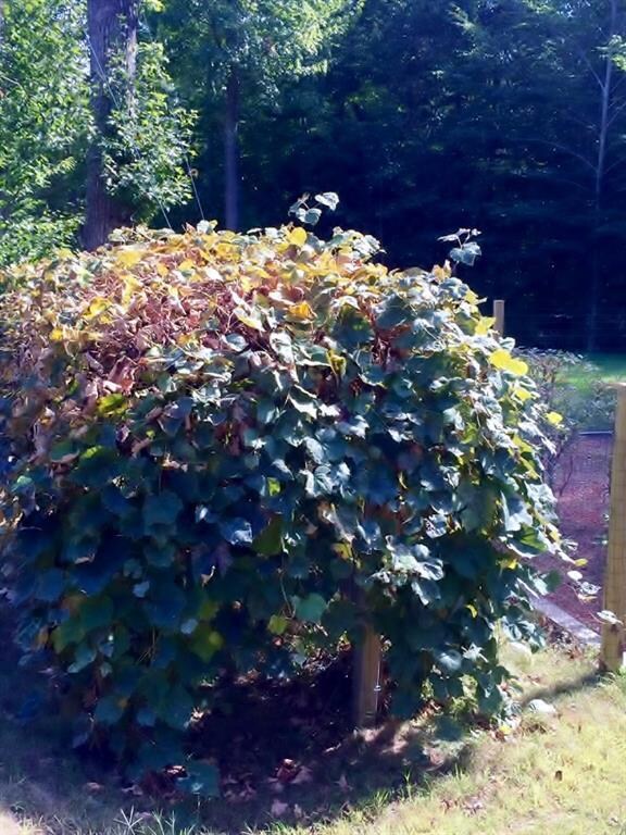 5 Elizabeth Ln, York, ME 03909 - photo 5